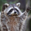 Junkyraccoon5