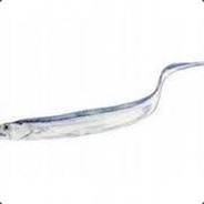 생갈치1호의 행방불명