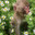 ЯРИКЫ СИРОПЧИК