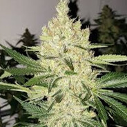 VarimDzok.420 avatar