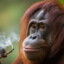 Orangutan Ganja