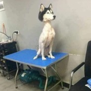 深情不改必坠死海