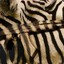 Bloody Zebra