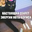 Кот борис не шутит!