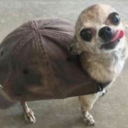 Doggo Turtle - steam id 76561198164701125