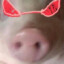 feifei-pig114