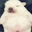 Pibble