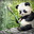 Panda :3's Avatar