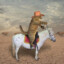 cat riding a horse