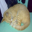 Pusang Gala