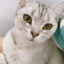 橘猛猛
