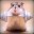 Hamster