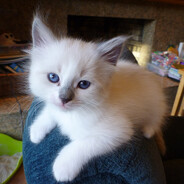 Juvenile Ragdoll avatar