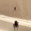 Cellar Spider