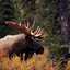 Elk