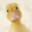 and he waddled away