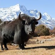 Yak