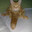 knut