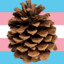 Humblepinecone