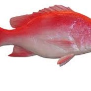 redsn4ppa avatar