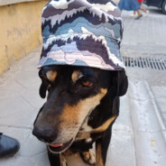 köpekleruyutulsun21