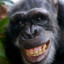 Macaco Gay