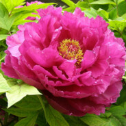 花开富贵幸福安康