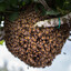 A Swarm Of Honey Bees