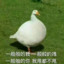 铁锅炖大鹅