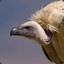 MMR Vulture