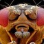 Drosophila