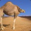 Chutney Camel