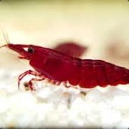 yung skrimp