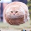 Hovercat