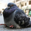 Fat Pigeon