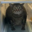 fat cat in refrigerator