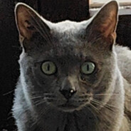 Miou