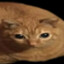 Vy