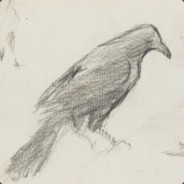 [꺄앍]작은 까마귀친구