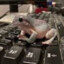 Possibly a frog on keyboard