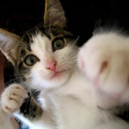 Martinmk2008 - Agente Papita