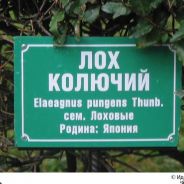 DaGash