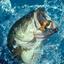 SCfishing