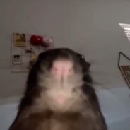 The Rats Are Coming