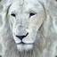 WHITE LION