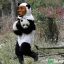 The Pandas Friend