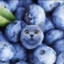 Blueberry Cat