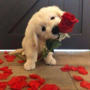 肉肠硬塞周周乐