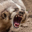 TrashBear