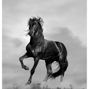 Black Horse
